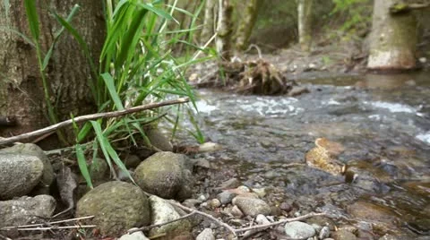 Creek Stock Footage 10895308