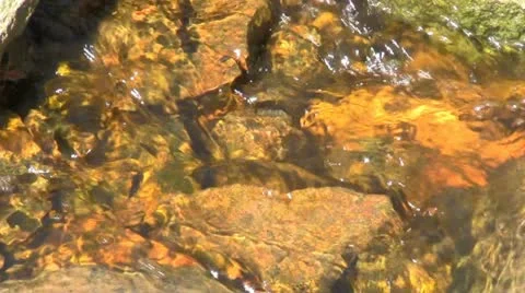 Creek Video stock 10916741