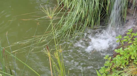 Creek Stock Footage 24889349