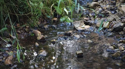 Creek 스톡 동영상 29526989