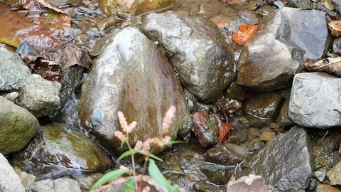 Creek Stock-Footage 97272467