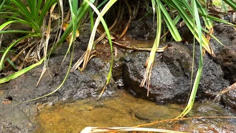  Creek Video stock 97927554