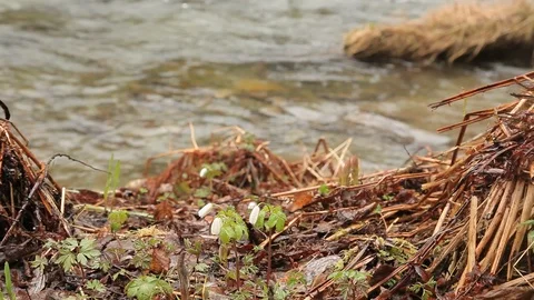 At the creek Stock Footage 98294906