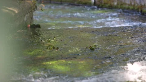 Creek Stock Footage 128451799