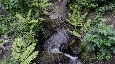 CREEK Stock Footage 137271760