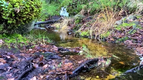 Creek Stock Footage 142746827