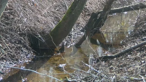 Creek Stock Footage 172115472
