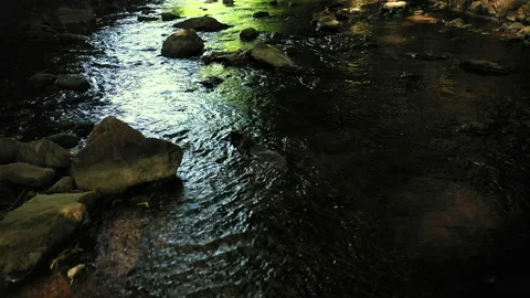 CREEK Stock Footage 195883467
