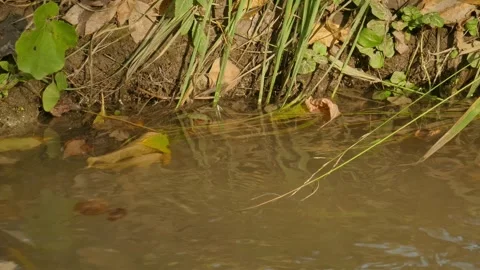 Creek Stock Footage 266310161
