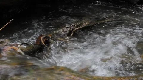 The Creek Stock Footage 312861117