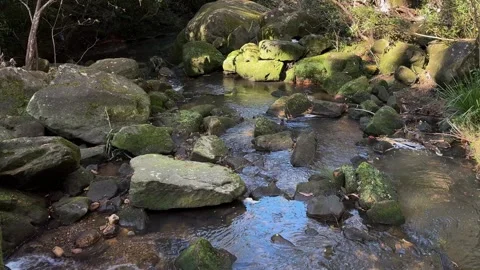 Creek Stock Footage 316768600
