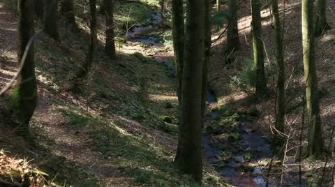 Creek on the forest 02 Stock Footage 10880172
