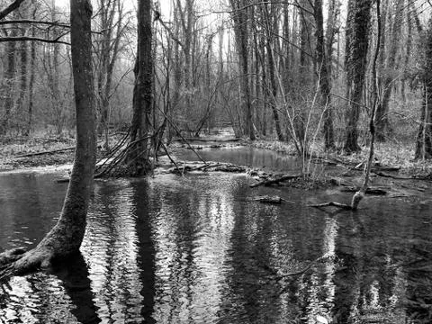 Creek in the forest 2 Foto stock