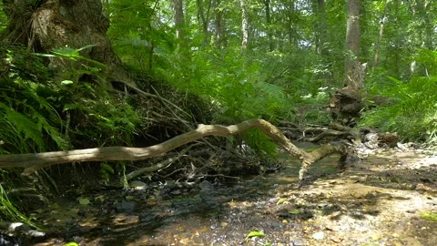 Creek in the forest, Camera movement Stock Footage 136365904