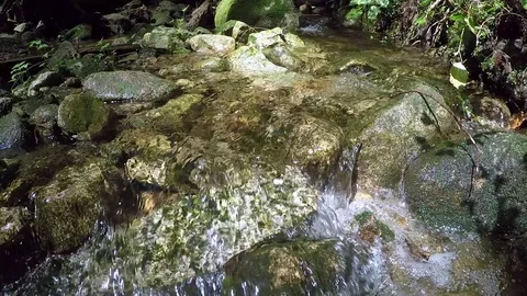 Creek in Forest with Changing Light Vidéo 79427241