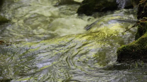 Creek in forest - close up Stock Footage 41695384