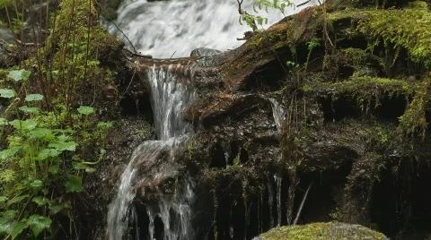 Creek in the forest Stock Footage 125675