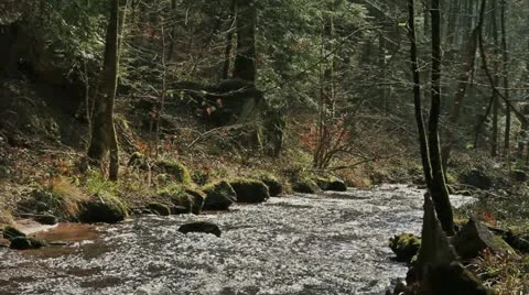 Creek on the forest Stock Footage 10880230