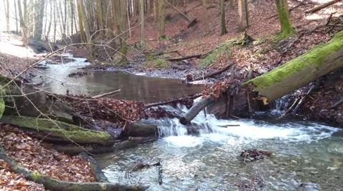 The creek in a forest Stock Footage 49067637