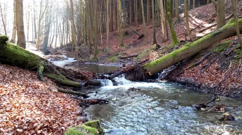 The creek in a forest Stock Footage 49067708