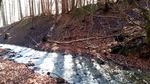 The creek in a forest Vidéo 49067775