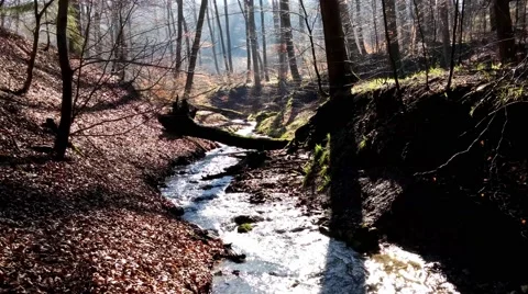 The creek in a forest Vídeos de archivo 49067830