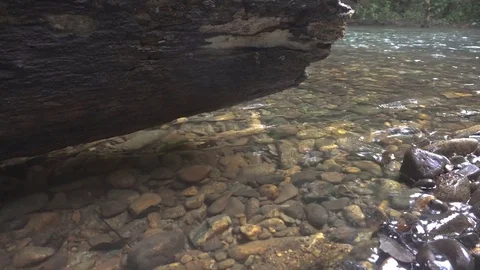 Creek in a forest . 動画素材 78855319