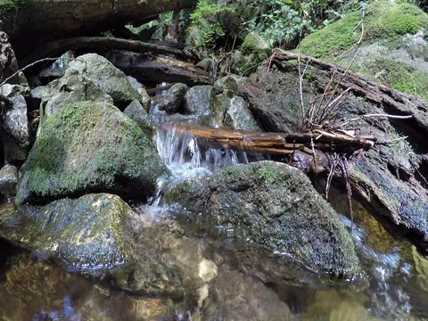 Creek in Forest Vidéo 79427672