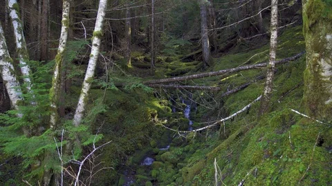 Creek in forest Stock Footage 87313208