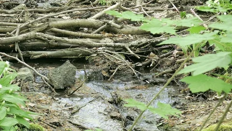 Creek in a forest Stock Footage 88906774