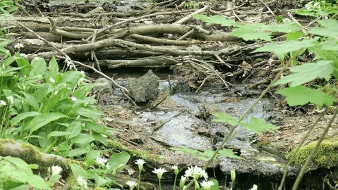Creek in a forest Stock Footage 88907974
