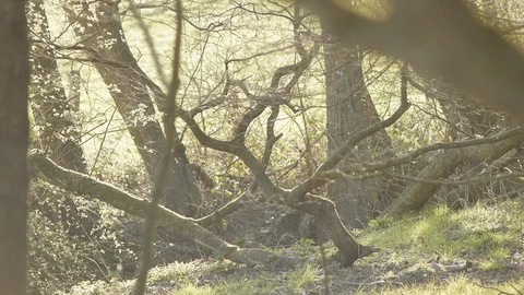 Creek in the forest Stock Footage 89696494