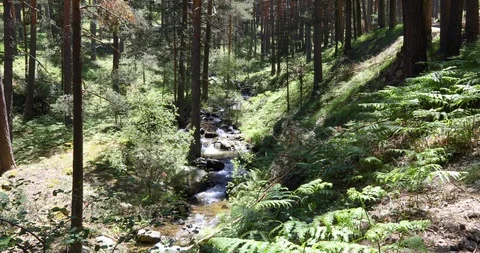 Creek in forest Stock Footage 93380484