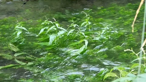 Creek In The Forest Vídeo Stock 94585594