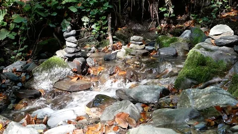 Creek In the Forest Vídeos de archivo 97272581