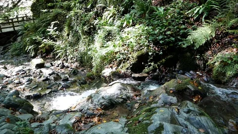 Creek In the Forest Vídeo Stock 97272610