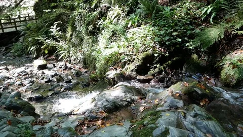 Creek In the Forest Vídeo Stock 97272649