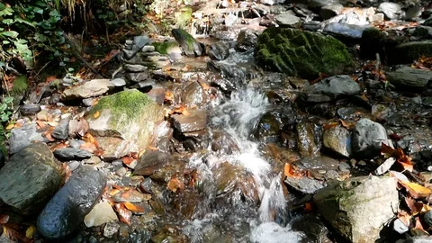 Creek In the Forest Vídeos de archivo 97272653