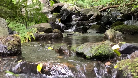 Creek in a forest Stock Footage 135428157