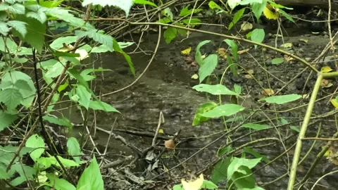 Creek in a forest Stock Footage 138412308