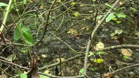 Creek in a forest Stock Footage 138412315