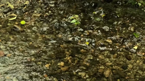 Creek in a forest Stock Footage 138412355