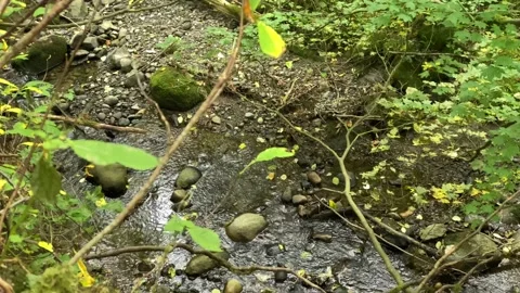Creek in a forest Stock Footage 138412372