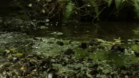 Creek in a forest Stock Footage 138412406