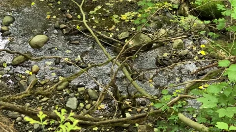 Creek in a forest Stock Footage 138412417