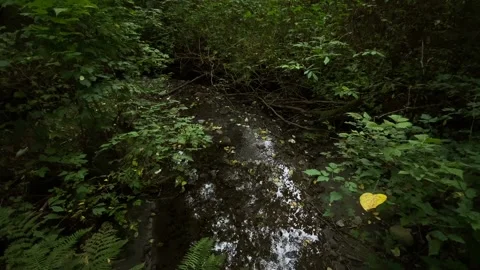 Creek in a forest Stock Footage 138412445