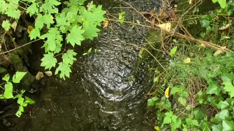 Creek in a forest Stock Footage 138412497