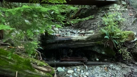 Creek in The Forest Stock Footage 140761734