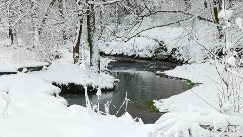 Creek in the forest Stock Footage 231262660