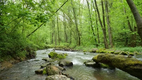 Creek in the forest Stock Footage 241017045